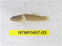 藏品(吻鰕虎)的圖片